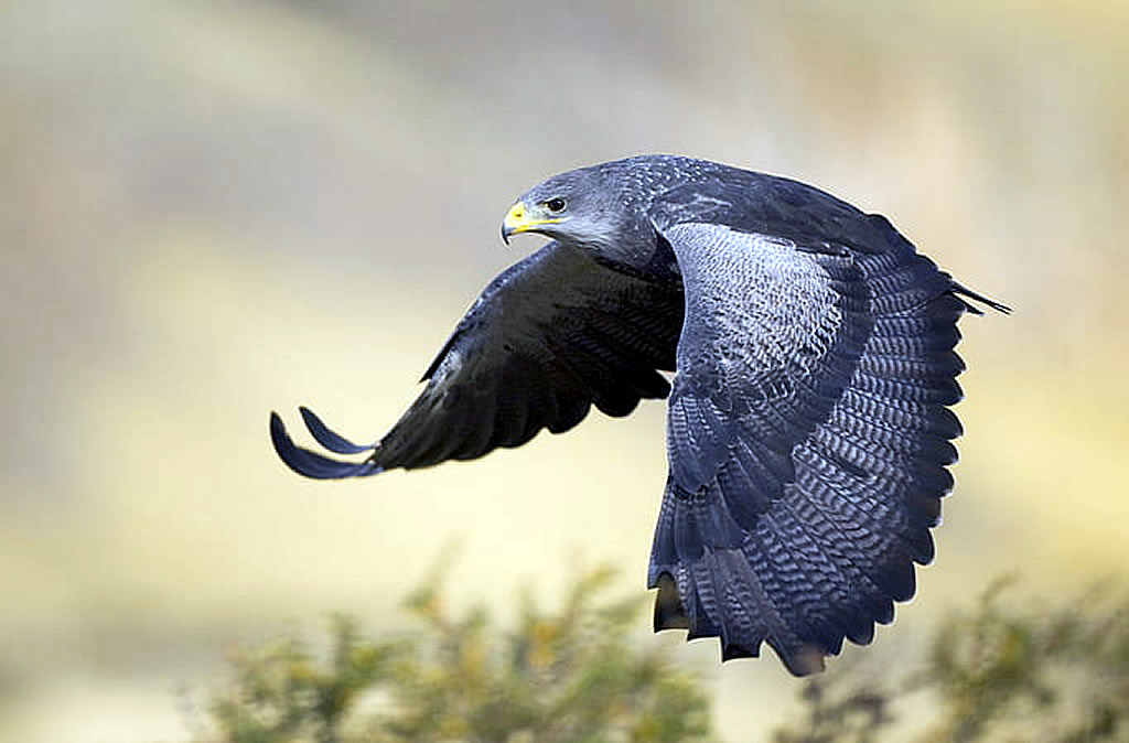 Black Chested Buzzard Eagle